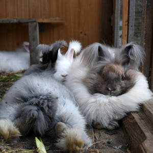 May include: Four fluffy Angora rabbits, two white and two gray, are huddled together in a wooden cage. The rabbits have long, soft fur and are resting peacefully.