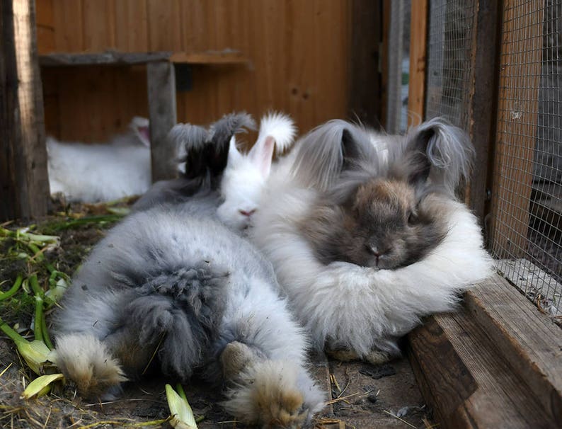 May include: Four fluffy Angora rabbits, two white and two gray, are huddled together in a wooden cage. The rabbits have long, soft fur and are resting peacefully.