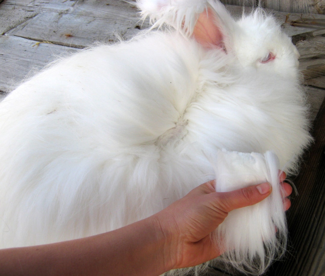50g Angora Reines Handgeschoren