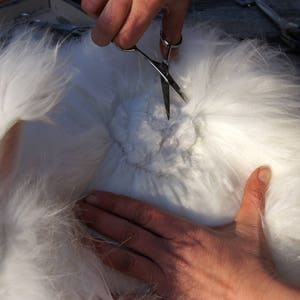 Natural gray. 50g German angora raw fiber hand clipped. Pure angora. image 5