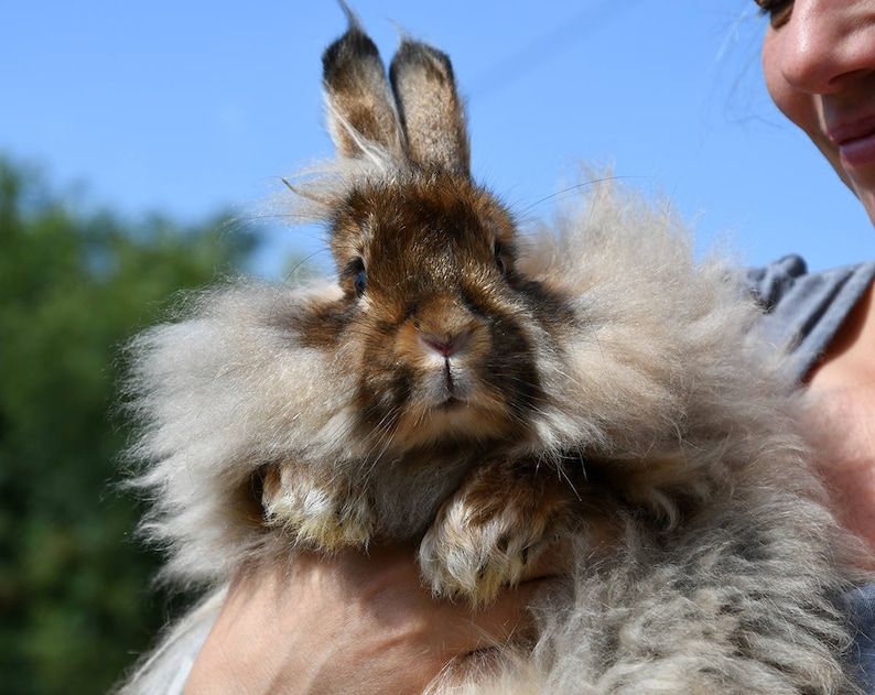 May include: A fluffy brown and white angora rabbit with long fur is being held by a person. The rabbit has large, dark eyes and a pink nose.