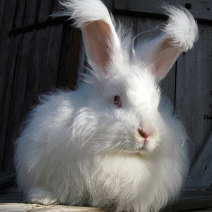 May include: A white Angora rabbit with long, fluffy fur and pink ears. The rabbit is sitting on a wooden surface.