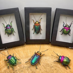 Beetle brooch pin jewellery