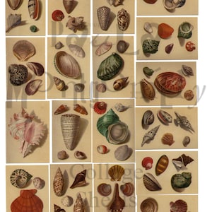 Hand-Painted Seashells Digital Download Collage Sheet