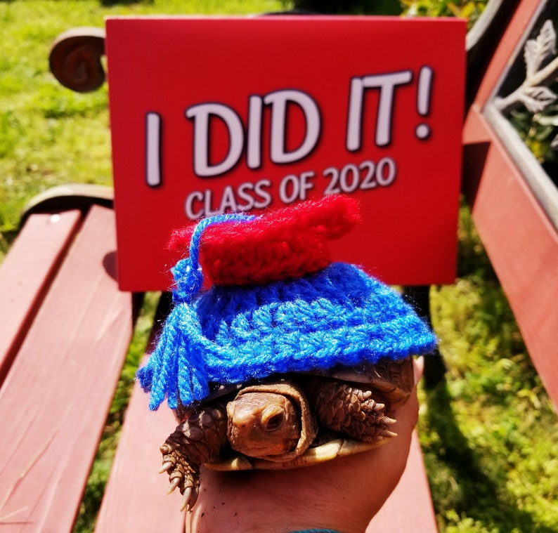 Graduation Cap Costume for Turtle/ Tortoise please Provide Etsy