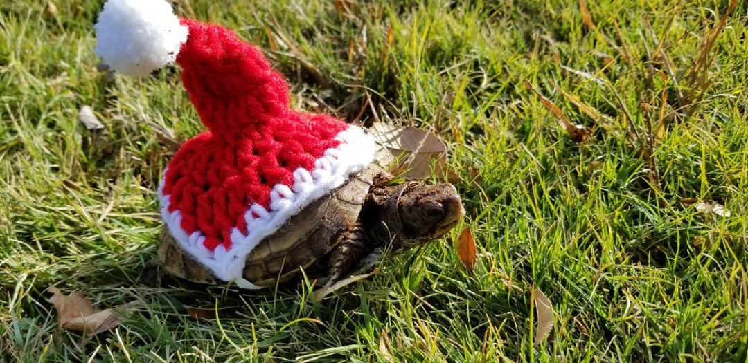 python turtle - santa hat tutorial - youtube Images... Crochet Santa Hat Turtle/tortoise Costume - Etsy