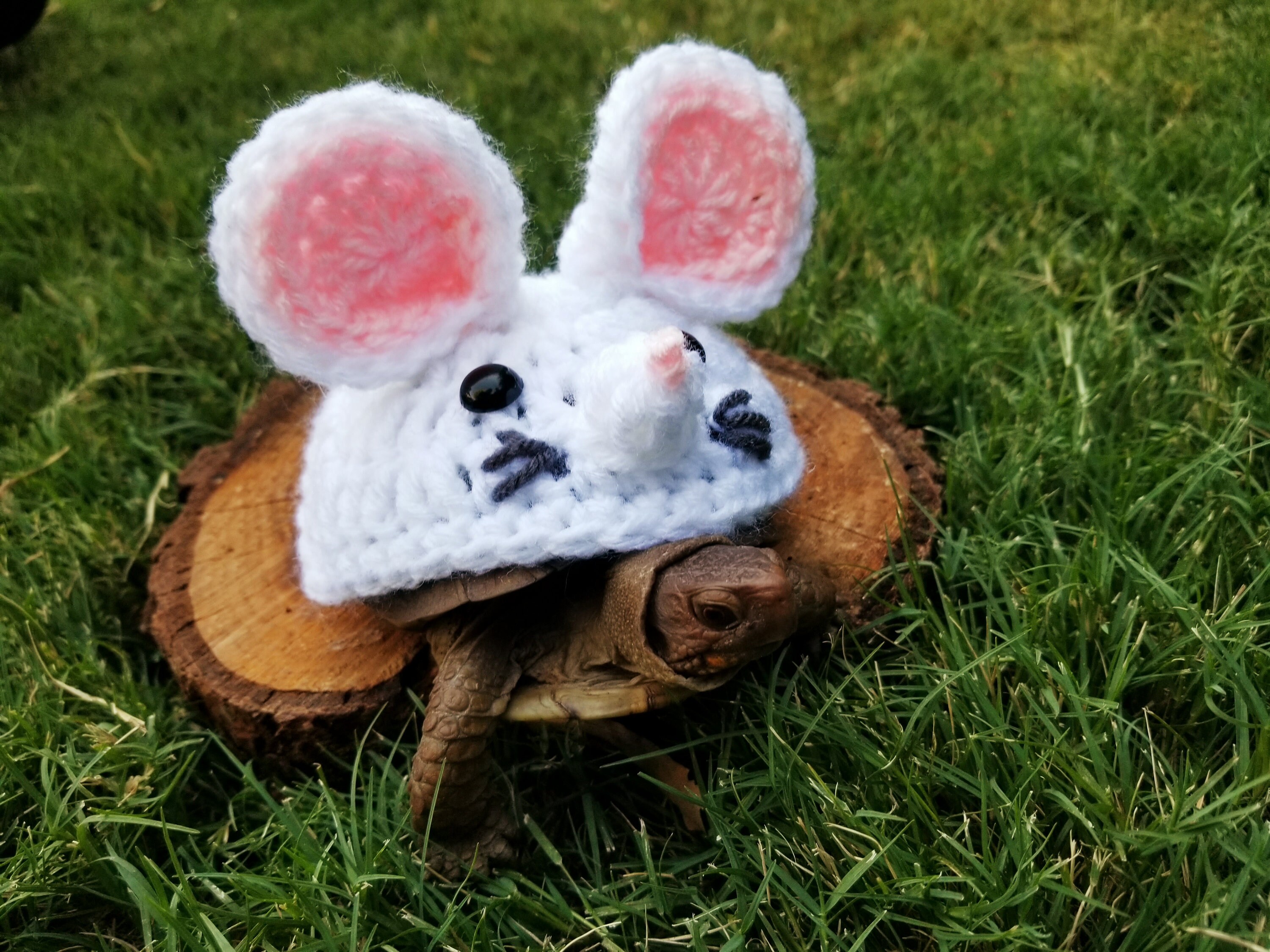 White Mouse Inspired Crochet Costume For Turtles/ Tortoises