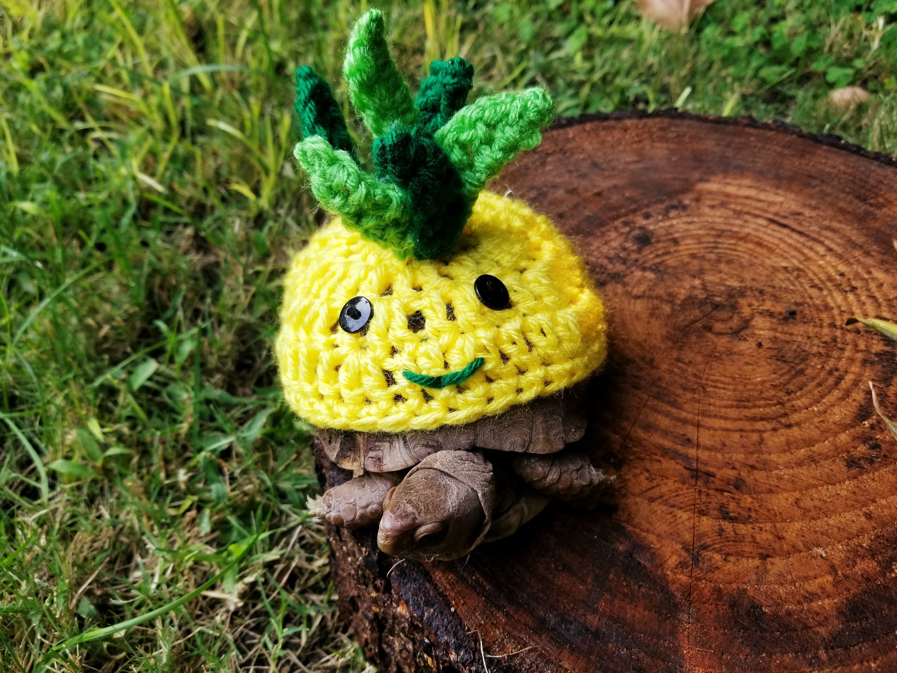 Pinaple Turtle Happy Pineapple Costume for Turtles/ Tortoises | Etsy