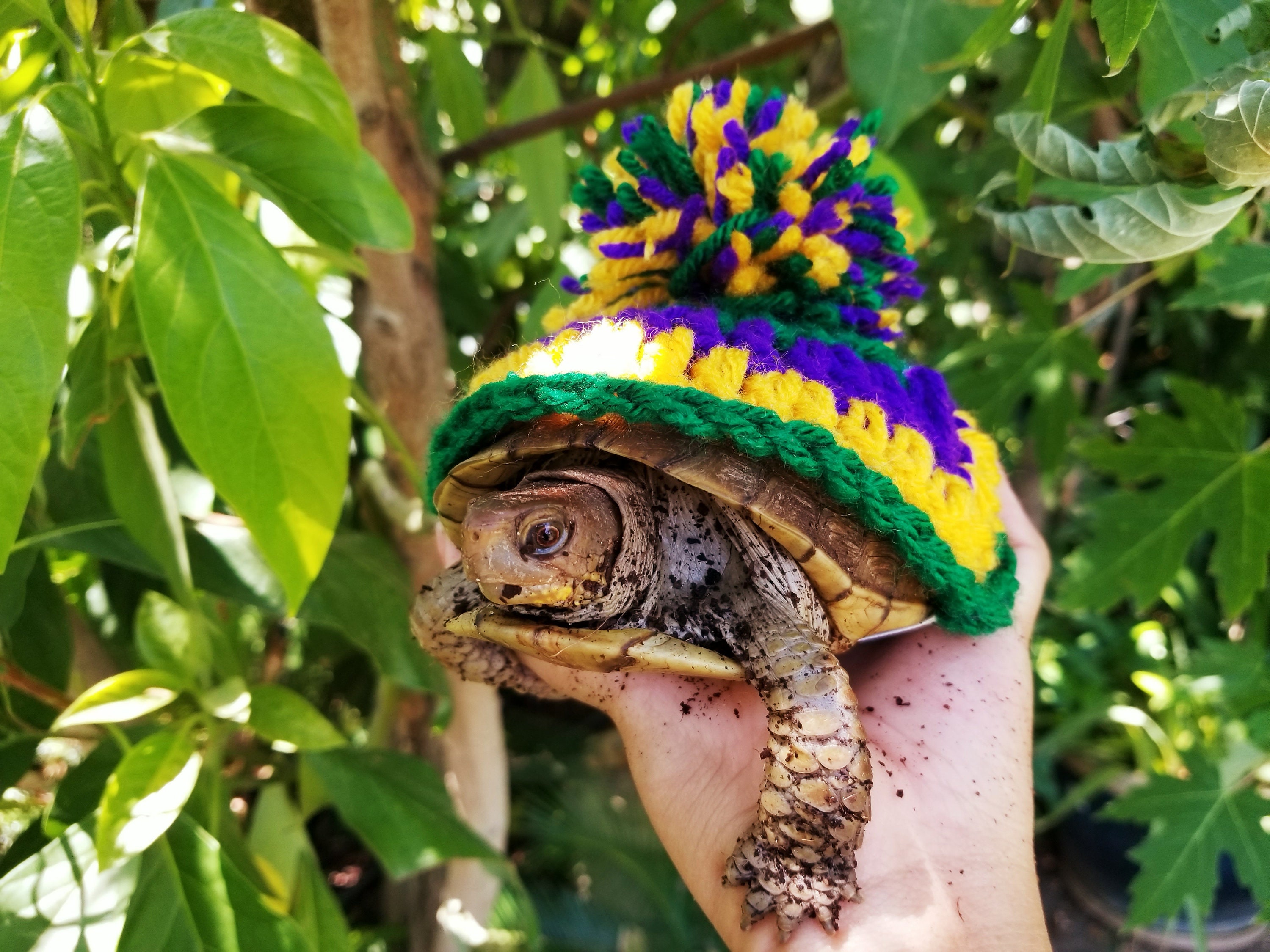 Schildpad pak kopen? | | Laagste Prijs