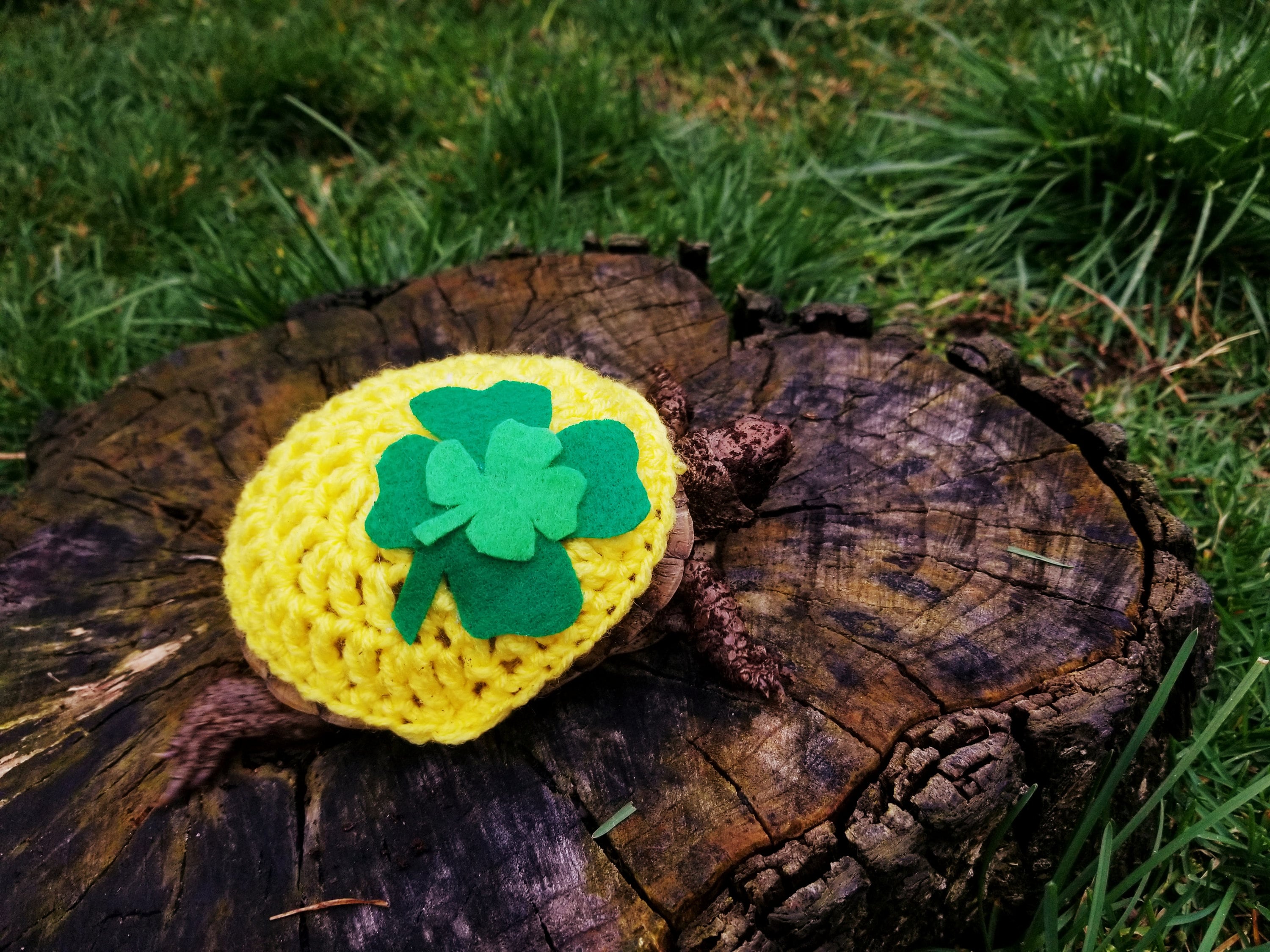 Clover/st. Patrick's Day Costume For Turtles/ Tortoises