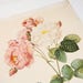 ROSE FLOWER BOTANICAL Art Print Vintage Antique Paper Wall Hanging Crafts Pink Green Garden Damascene Rose by Pierre Joseph Redoute to Frame