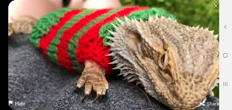 lizard sweater