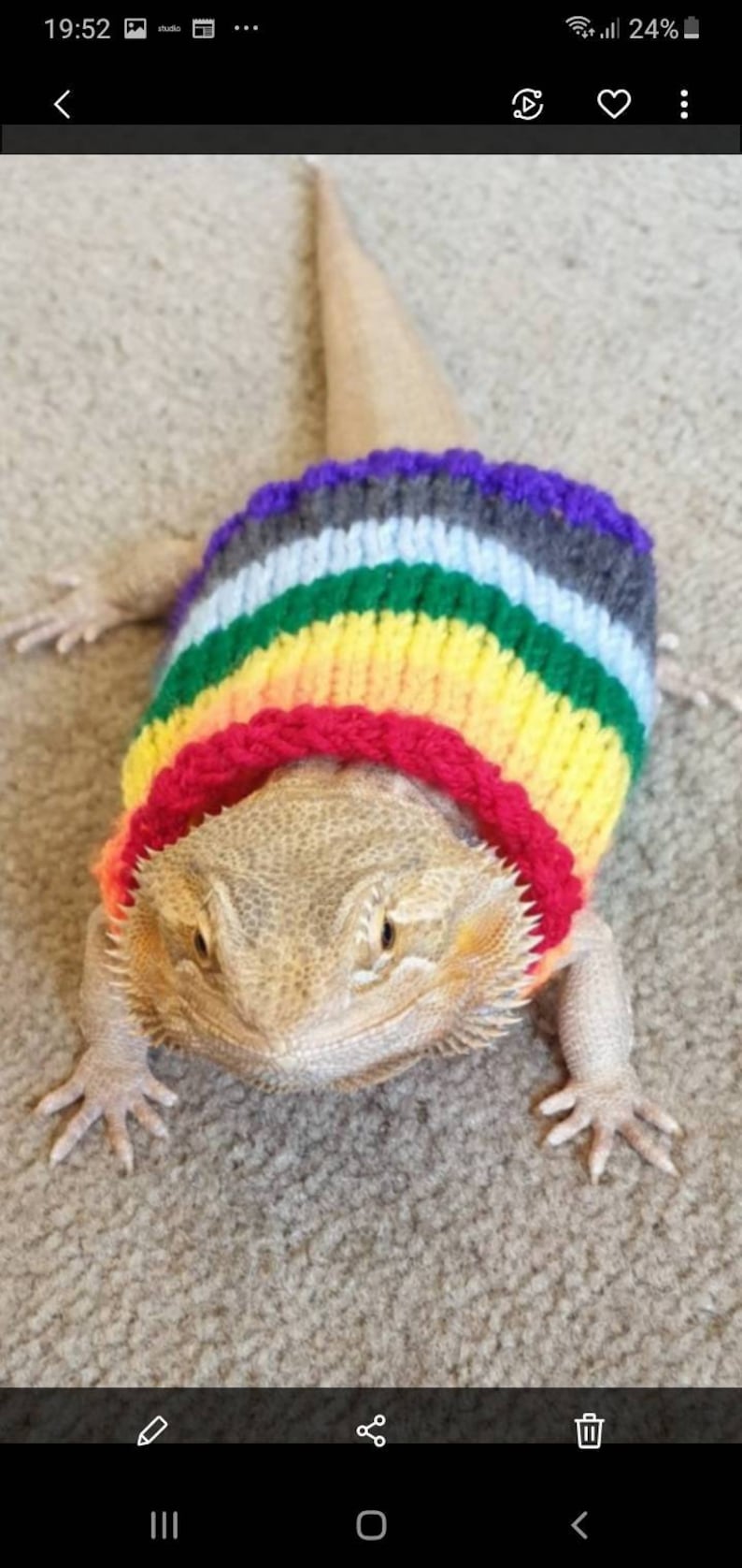 Bearded dragon sweater/jumper/Coat 6 length. Rainbow | Etsy