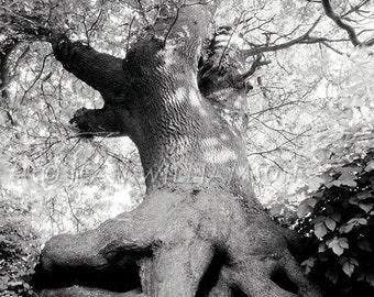 Giclée Print, Oak Tree, Tree Roots, Roots, Ancient Oak, Entwined Roots, Branches, Black and White, Photograph