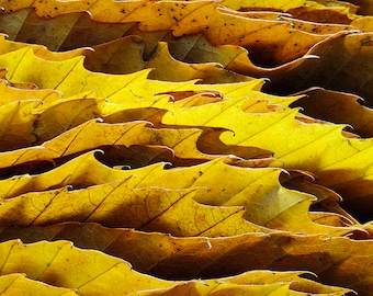 Photo Card, Sweet Chestnut Leaves, Sea of Leaves, Leaves, Yellow, Brown, Square, blank inside