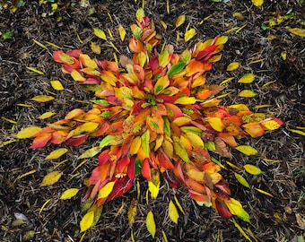 Photo Card, Leaf Star, Star of Leaves, Autumn Leaves, Square, blank inside