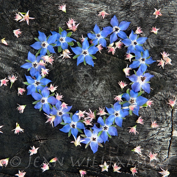 Photo card, Borage & Sedum Flower Heart, Blue Flowers, Heart, Love, Blue, Pink, Black, Square, blank inside