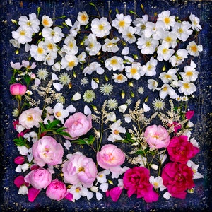 Photo Card, Roses, Rose Flowers, Square, blank inside