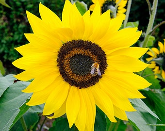 Photo card, Sunflower, Bumblebee, Yellow Sunflower, Bee, Square, blank inside