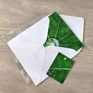 Photo Card, Raindrops, Leaf, Nasturtium leaf, Greeting Card, Square, blank inside image 4
