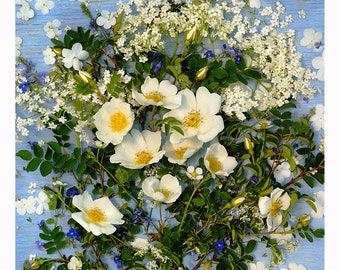 Burnet Rose, White Rose, Giclée Print, Photograph