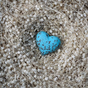 Carte photo, Coeur, Oeuf bleu, Coeur en forme d’oeuf, Nid, Nid de graines, Carré, intérieur vierge