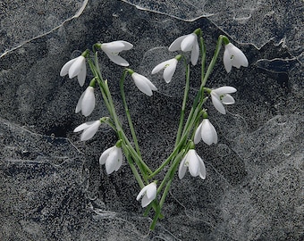 Photo Card, Snowdrops on Ice, Snowdrops, Ice, Snowdrop Flowers, Heart, Square, blank inside