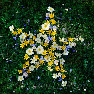 Carte photo, étoile, fleurs, primevère, chélidoine, fleurs de printemps, carré, intérieur vierge