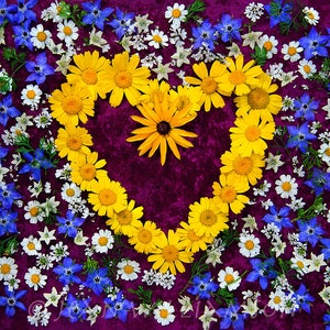 Photo card, Corn Marigold Flowers, Yellow Heart, Flower Heart, Love, Yellow, Blue, Square, blank inside