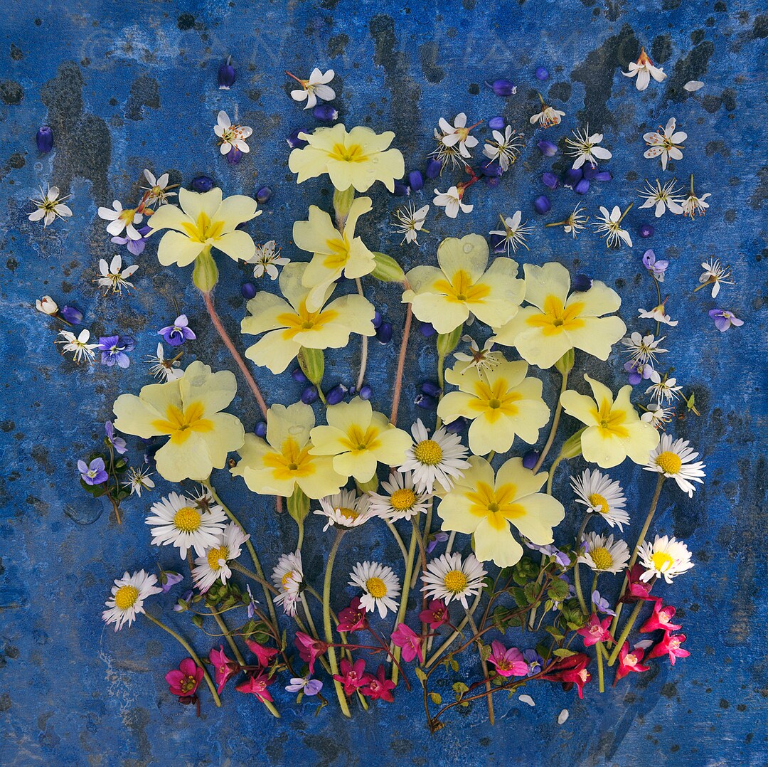 Spring Flowers Square Primroses, Photo Card, Spring Flowers, Square, Blank Inside - Etsy