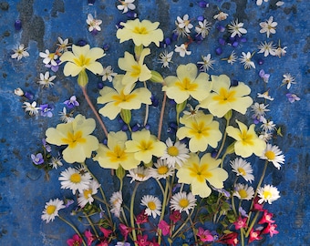 Primroses, Photo Card, Spring Flowers, Square, blank inside
