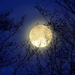 Carte photo, Lune bleue, Lune de sang, Grande lune, Branches d'arbre, Carré, espace intérieur