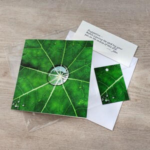 Photo Card, Raindrops, Leaf, Nasturtium leaf, Greeting Card, Square, blank inside image 2