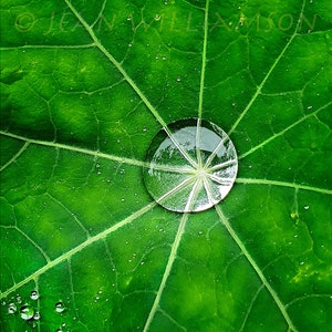 Photo Card, Raindrops, Leaf, Nasturtium leaf, Greeting Card, Square, blank inside image 1