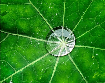 Photo Card, Raindrops, Leaf, Nasturtium leaf, Greeting Card, Square, blank inside