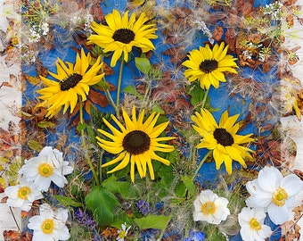 Photo card, Sunflowers, Thistledown, Yellow Sunflowers, Square, blank inside