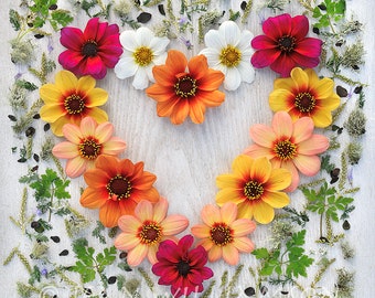 Photo Card, 14 Dahlia Flowers, 14, Flower Heart, Fourteen, Heart, Dahlia, Square, blank inside