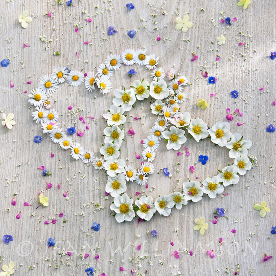Photo Card Entwined Hearts Daisy Flowers Strawberry Flowers Love photo-card-entwined-hearts-daisy-flowers-strawberry-flowers-love