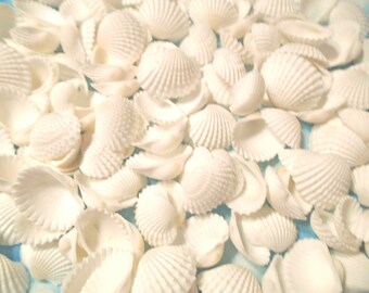 Shell Vase Filler Etsy
