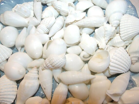 Ivory White Seashell Mix Crafts Sea Shells Wedding Etsy