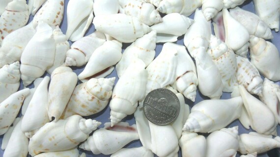 Chula Seashells White Off White Shells Crafts Sea Shells Etsy