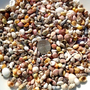 MINI TINY Seashells Mix Crafts Beach Miniature Sea Shells Fairy Garden Dollhouse Small Vase Filler Spiral Stipes Pink Yellow White