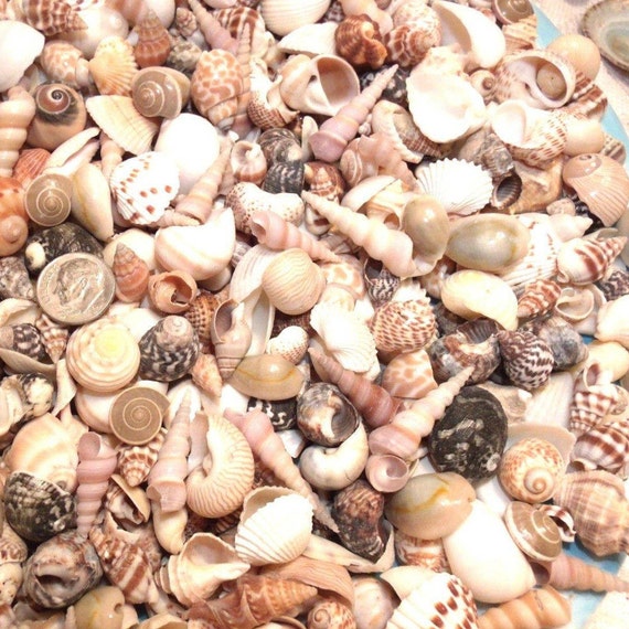 1//2 LB DYED GREEN MOON SNAIL SEA SHELLS BEACH DECOR NAUTICAL CRAFT NAUTICAL