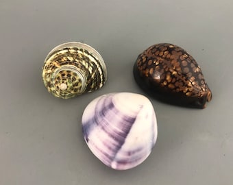 Natural Shells from the Sea - Set of 3