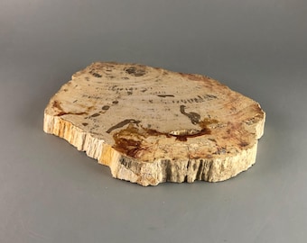 Petrified Wood Slab