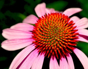 Last of the Coneflowers. 8x10 colorful print.