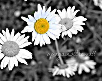 Daisy Photo Print: Black and White with Color Splash