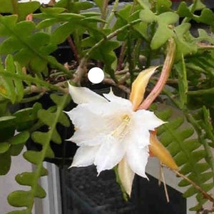 6-8 inches White color Fish Bone Cactus Plant with pot  -  please see real picture