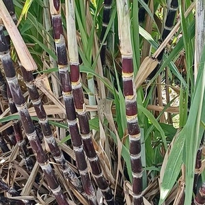 10 Fresh Stalks/Cuttings -DARK Purple Sugarcane for PLANTING- pls read description, see picture for real