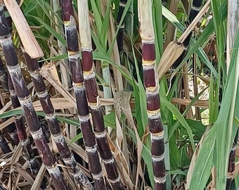 5 Rooted Stalks/Cuttings -DARK Purple Sugarcane for PLANTING- pls read description, see picture for real